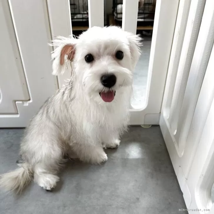 ID：2505-05883の子犬