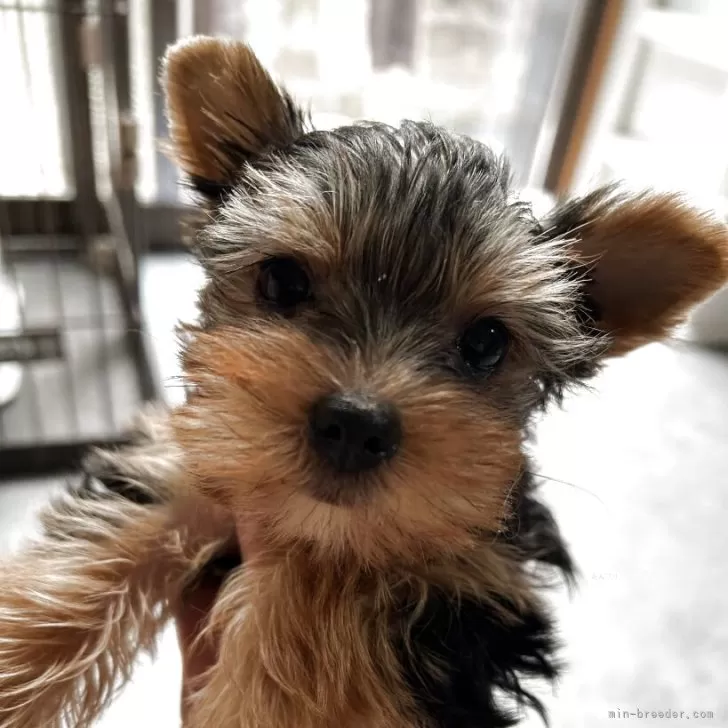 ロビンおかん 様のお迎えした子犬