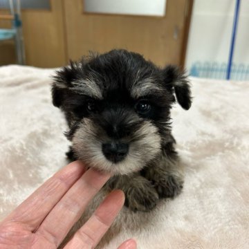 ミニチュアシュナウザー【奈良県・男の子・2024年10月10日・ソルト&ペッパー】の写真「プリティーボーイです。」