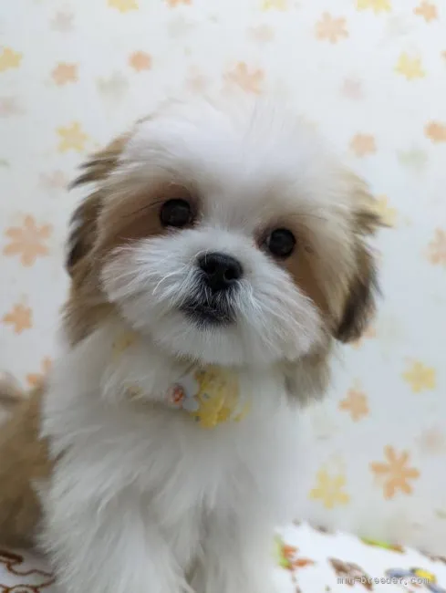 ID：2111-03478の子犬
