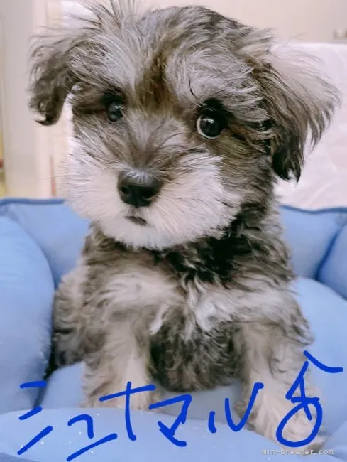 K.U 様のお迎えした子犬