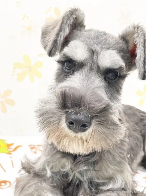 ID:2109-01314の子犬