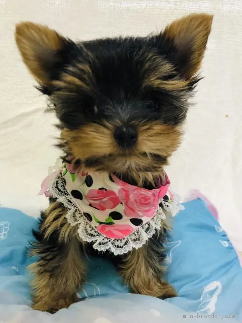 ID:1812-00331の子犬