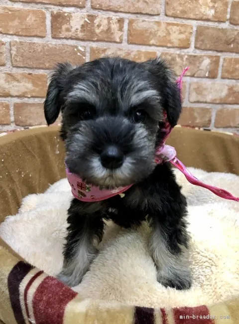ID:2012-02839の子犬