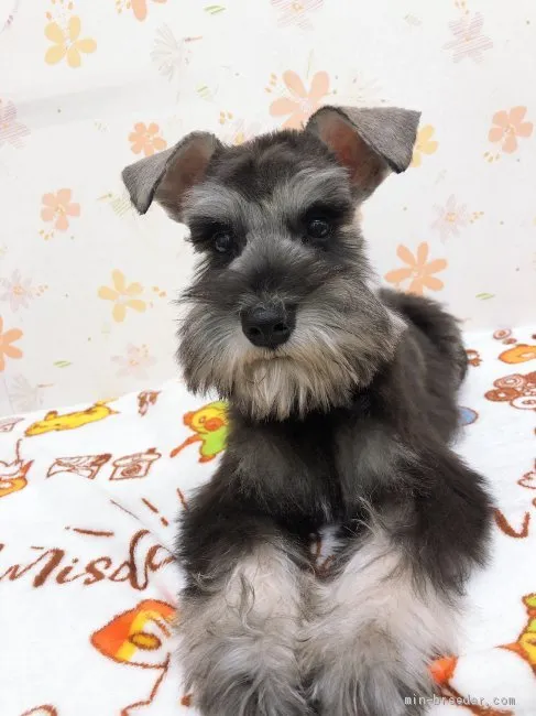 A・K 様のお迎えした子犬