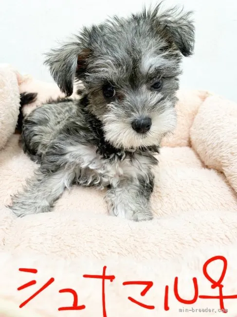 K.S 様のお迎えした子犬