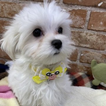 マルチーズ【奈良県・男の子・2022年9月25日・ホワイト】の写真「兄妹唯一の男の子👟♂」