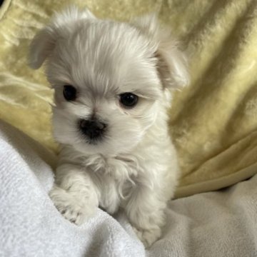 マルチーズ【奈良県・男の子・2023年1月18日・ホワイト】の写真「まぁるい顔した可愛い男の子👟♂です。」