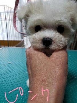 マルチーズ【奈良県・女の子・2022年2月1日・ホワイト】の写真「３姉妹で、産まれた三女‼️」