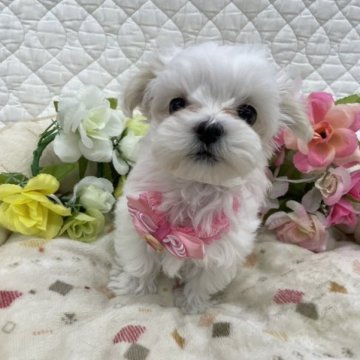 マルチーズ【奈良県・女の子・2023年1月18日・ホワイト】の写真「右目アイラインでてきました！」