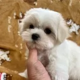 マルチーズ【奈良県・男の子・2024年3月29日・ホワイト】の写真1