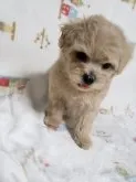 マルプー(パパ、マルチーズ×ママ、プードル)【奈良県・女の子・2021年2月6日・クリーム系】の写真2