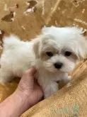 マルチーズ【奈良県・男の子・2024年3月29日・ホワイト】の写真3