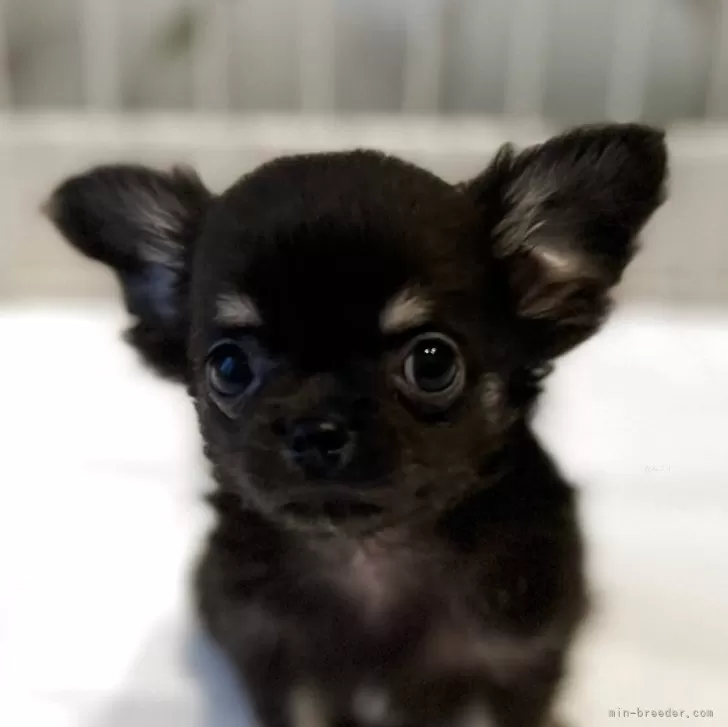 ID：2508-02309の子犬