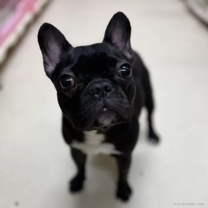 職長 様のお迎えした子犬