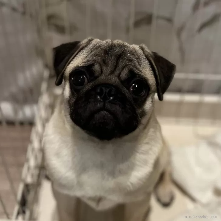 ID:2407-02545の子犬
