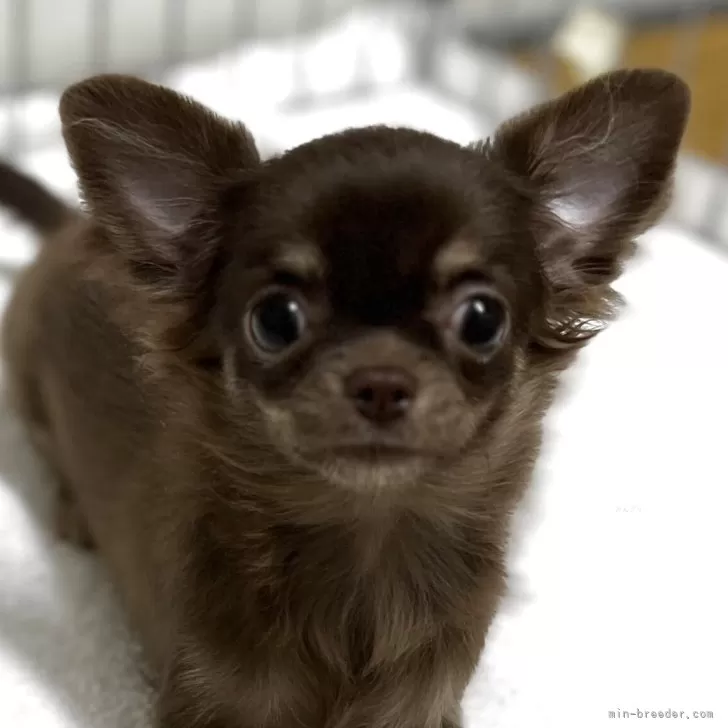 チワワ(ロング)【石川県・女の子・2025年6月20日・チョコタン】の写真1