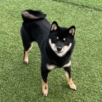 豆柴【石川県・女の子・2025年2月2日・黒】の写真「両親豆柴の女の子です♪」