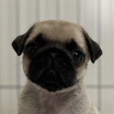 パグ