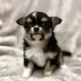 チワワ(ロング)【石川県・男の子・2025年5月1日・ブラックタン&ホワイト】の写真1