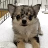 チワワ(ロング)