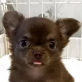 チワワ(ロング)