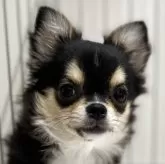 チワワ(ロング)