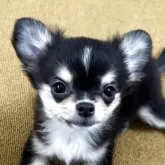 チワワ(ロング)