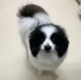 ポメラニアン