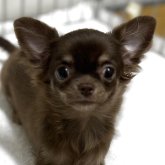 チワワ(ロング)