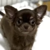 チワワ(ロング)