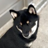 柴犬(豆柴)