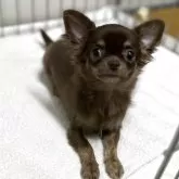 チワワ(ロング)【石川県・女の子・2025年6月20日・チョコタン】の写真2