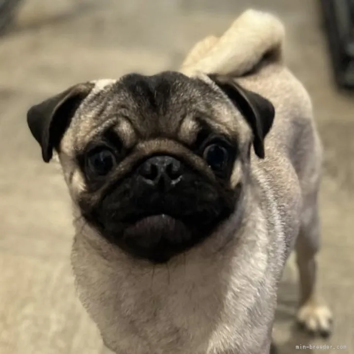 ID：2305-02858の子犬