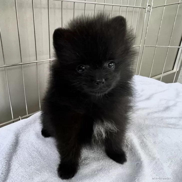 ID:2406-01425の子犬