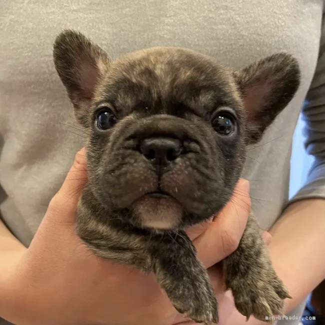 ID：2012-01477の子犬