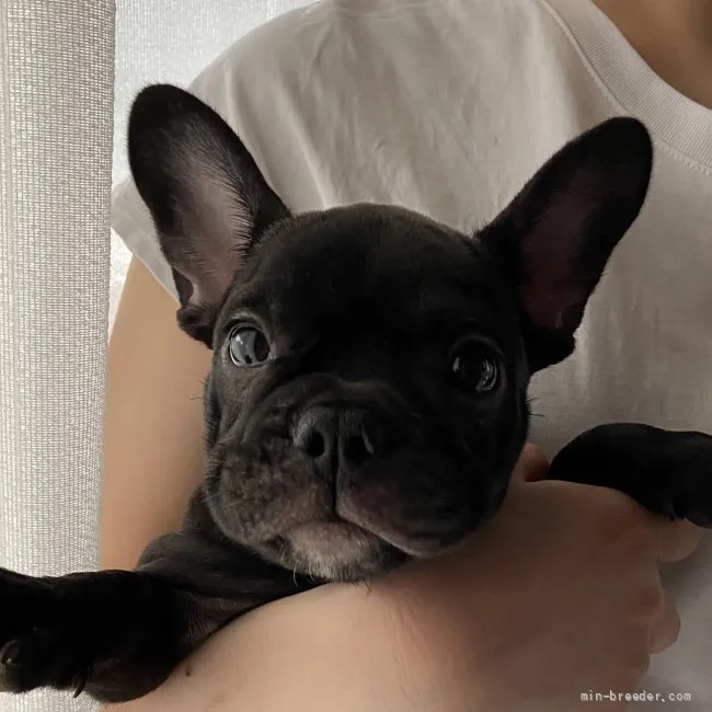 ID：2109-01908の子犬