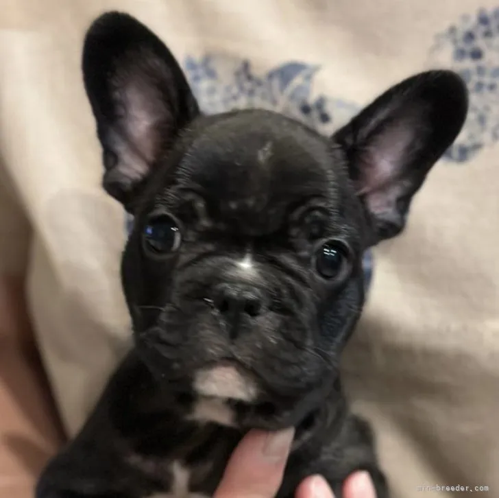 ID:2308-04193の子犬