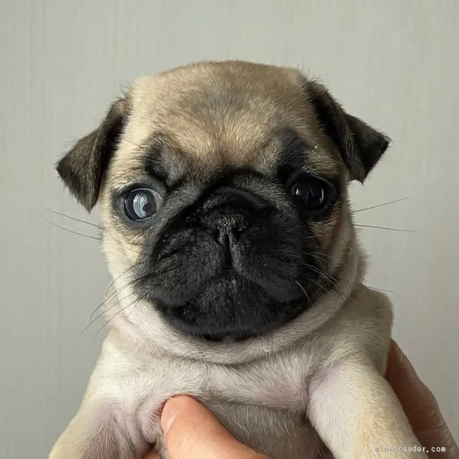ID：2011-01134の子犬
