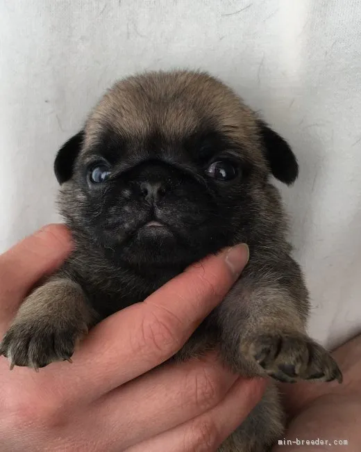 ID：2004-01807の子犬