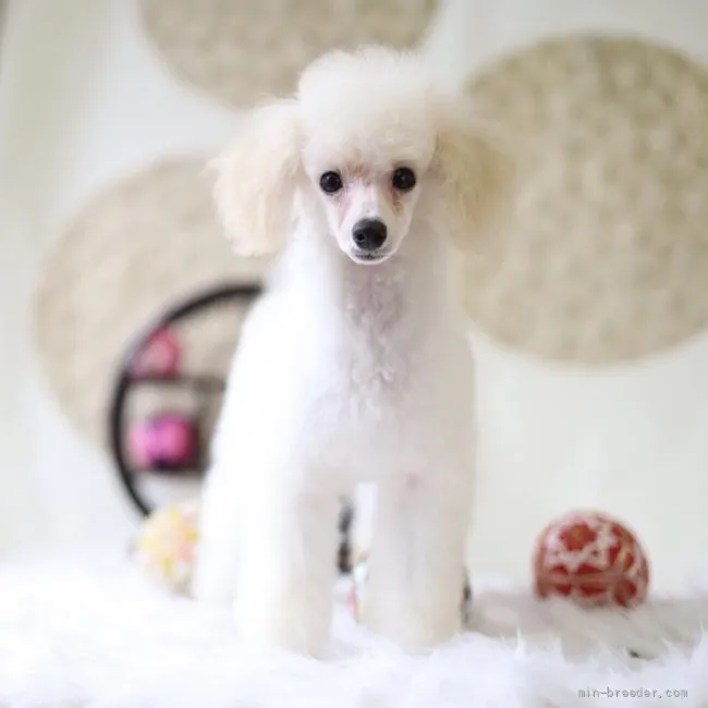 ID:2201-01167の子犬