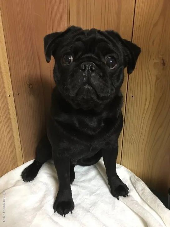 ID:1612-01091の子犬