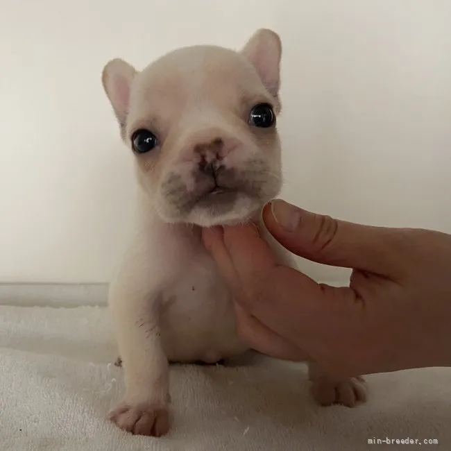 ID：2108-00559の子犬