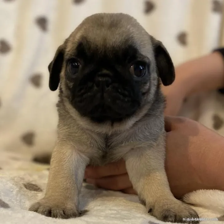 ID:2206-00366の子犬