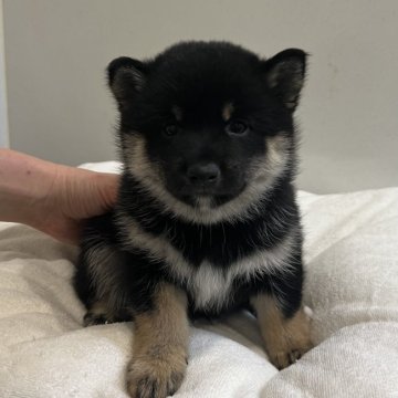 柴犬(豆柴)【石川県・男の子・2022年11月13日・黒】の写真「四兄妹で唯一の男の子♪」