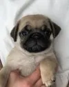 パグ【石川県・男の子・2020年3月20日・フォーン】の写真1