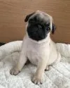 パグ【石川県・男の子・2020年3月20日・フォーン】の写真1