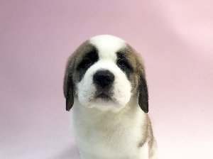 セントバーナード【神奈川県・女の子・2018年2月25日・ブラウン&ホワイト】の写真「インターチャンピオン直子！最先端のセントバーナード」