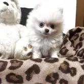 ポメラニアン