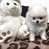 ポメラニアン